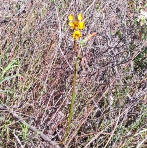 Diuris sp. at Wanniassa Hill - suppressed