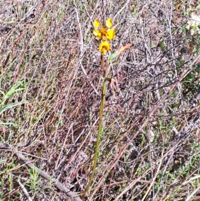 Diuris sp. (A Donkey Orchid) at Wanniassa Hill - 8 Oct 2023 by LPadg
