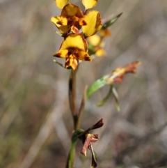 Diuris sp. at Wanniassa Hill - 9 Oct 2023