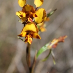 Diuris sp. at Wanniassa Hill - 9 Oct 2023