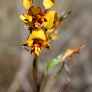 Diuris sp. at Wanniassa Hill - suppressed