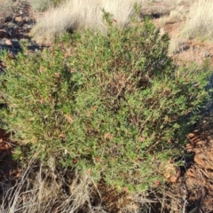 Eremophila latrobei (Crimson Turkey Bush) at Windorah, QLD - 29 Jul 2023 by LyndalT