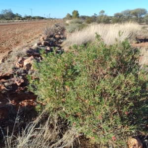 Eremophila latrobei at Windorah, QLD - 29 Jul 2023 08:44 AM