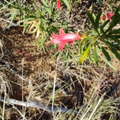 Eremophila latrobei at Windorah, QLD - 29 Jul 2023 08:44 AM