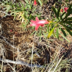 Eremophila latrobei at Windorah, QLD - 29 Jul 2023