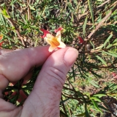 Eremophila latrobei at Windorah, QLD - 29 Jul 2023 08:44 AM