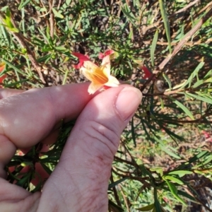 Eremophila latrobei at Windorah, QLD - 29 Jul 2023