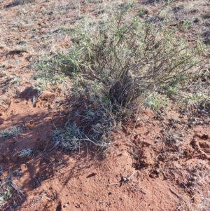 Eremophila gilesii at Windorah, QLD - 29 Jul 2023 08:45 AM