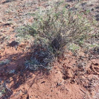 Eremophila gilesii (Charleville Turkey-Bush) at Windorah, QLD - 29 Jul 2023 by LyndalT