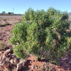 Eremophila duttonii at Windorah, QLD - 29 Jul 2023