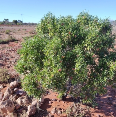 Eremophila duttonii (Budda, Harlequin Fuchsia Bush) at Windorah, QLD - 28 Jul 2023 by LyndalT