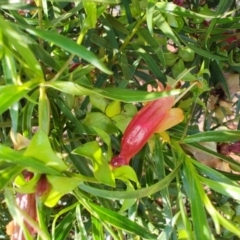 Eremophila duttonii at Windorah, QLD - 29 Jul 2023