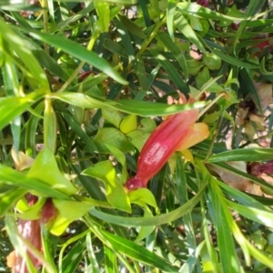 Eremophila duttonii at Windorah, QLD - 29 Jul 2023