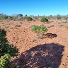 Eremophila duttonii at Windorah, QLD - 29 Jul 2023 09:20 AM