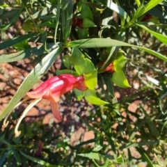 Eremophila duttonii at Windorah, QLD - 29 Jul 2023 09:20 AM
