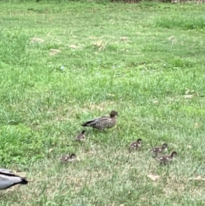 Chenonetta jubata (Australian Wood Duck) at Chapel Hill, QLD - 9 Oct 2023 by UserKFowGPdG