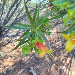 Eremophila duttonii (Budda, Harlequin Fuchsia Bush) at Windorah, QLD - 29 Jul 2023 by LyndalT