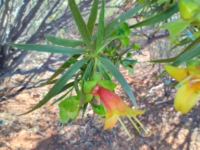 Eremophila duttonii (Budda, Harlequin Fuchsia Bush) at Windorah, QLD - 29 Jul 2023 by LyndalT