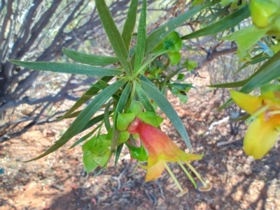 Eremophila duttonii (Budda, Harlequin Fuchsia Bush) at Windorah, QLD - 28 Jul 2023 by LyndalT