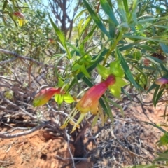 Eremophila duttonii at Windorah, QLD - 29 Jul 2023