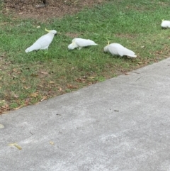 Cacatua galerita (Sulphur-crested Cockatoo) at Chapel Hill, QLD - 9 Oct 2023 by UserKFowGPdG