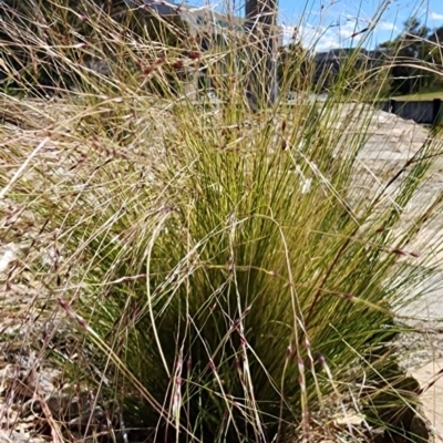 Nassella trichotoma (Serrated Tussock) at Mount Ainslie to Black Mountain - 9 Oct 2023 by Steve818