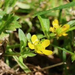 Ranunculus muricatus (Sharp Buttercup) at Wodonga - 9 Oct 2023 by KylieWaldon