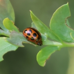 Peltoschema basicollis (Leaf beetle) at Wodonga, VIC - 8 Oct 2023 by KylieWaldon