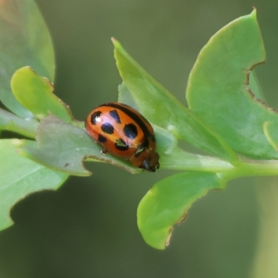 Peltoschema basicollis (Leaf beetle) at Clyde Cameron Reserve - 8 Oct 2023 by KylieWaldon