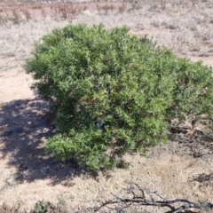 Eremophila duttonii (Budda, Harlequin Fuchsia Bush) at Stonehenge, QLD - 29 Jul 2023 by LyndalT