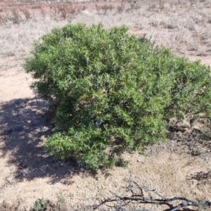 Eremophila duttonii at Stonehenge, QLD - 29 Jul 2023 11:44 AM