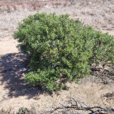 Eremophila duttonii (Budda, Harlequin Fuchsia Bush) at Stonehenge, QLD - 29 Jul 2023 by LyndalT