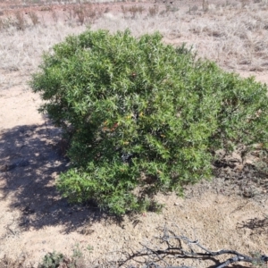 Eremophila duttonii at Stonehenge, QLD - 29 Jul 2023