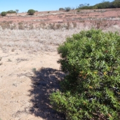 Eremophila duttonii at Stonehenge, QLD - 29 Jul 2023 11:44 AM