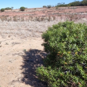 Eremophila duttonii at Stonehenge, QLD - 29 Jul 2023 11:44 AM