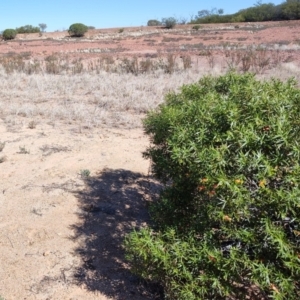 Eremophila duttonii at Stonehenge, QLD - 29 Jul 2023