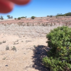 Eremophila duttonii at Stonehenge, QLD - 29 Jul 2023