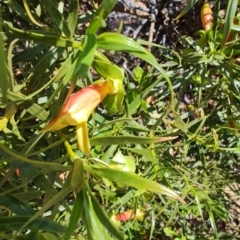 Eremophila duttonii at Stonehenge, QLD - 29 Jul 2023