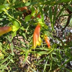 Eremophila duttonii at Stonehenge, QLD - 29 Jul 2023 11:44 AM