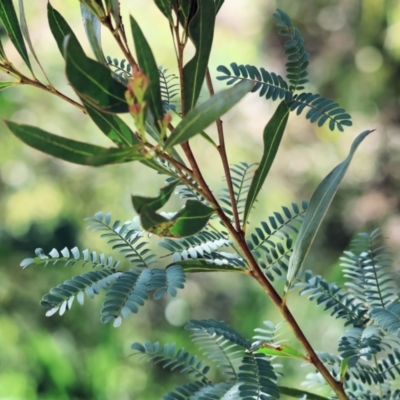 Acacia rubida (Red-stemmed Wattle, Red-leaved Wattle) at Wodonga - 8 Oct 2023 by KylieWaldon