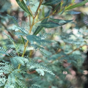 Acacia rubida at Wodonga, VIC - 9 Oct 2023 08:43 AM