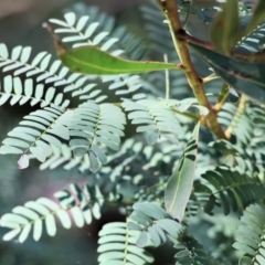Acacia rubida at Wodonga, VIC - 9 Oct 2023