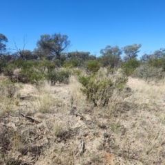 Eremophila latrobei (Crimson Turkey Bush) at Stonehenge, QLD - 29 Jul 2023 by LyndalT