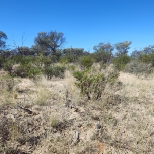 Eremophila latrobei at Stonehenge, QLD - 29 Jul 2023