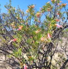 Eremophila latrobei at Stonehenge, QLD - 29 Jul 2023