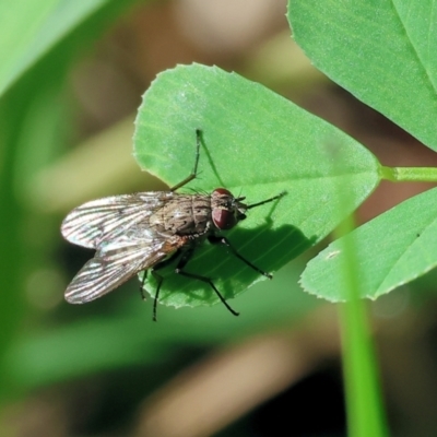 Unidentified Blow fly (Calliphoridae) at Wodonga, VIC - 8 Oct 2023 by KylieWaldon