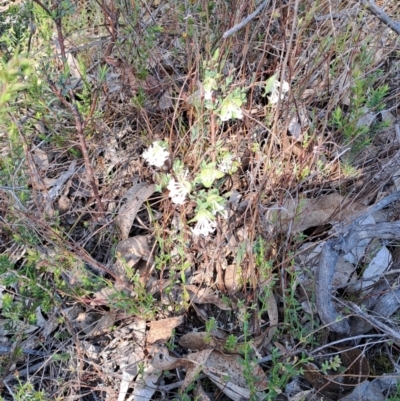 Pimelea linifolia subsp. linifolia (Queen of the Bush, Slender Rice-flower) at Tuggeranong, ACT - 8 Oct 2023 by LPadg