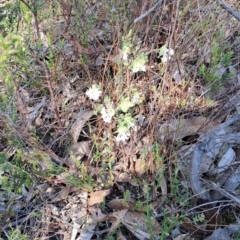 Pimelea linifolia subsp. linifolia (Queen of the Bush, Slender Rice-flower) at Wanniassa Hill - 8 Oct 2023 by LPadg