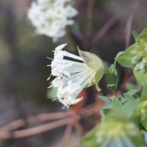 Pimelea linifolia subsp. linifolia at Tuggeranong, ACT - 9 Oct 2023