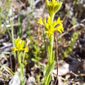 Pimelea curviflora var. sericea at Tuggeranong, ACT - 9 Oct 2023 08:31 AM